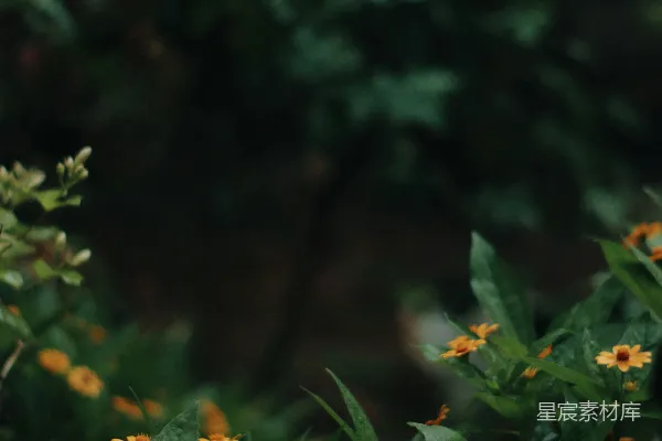 高清摄影 雨中的小花