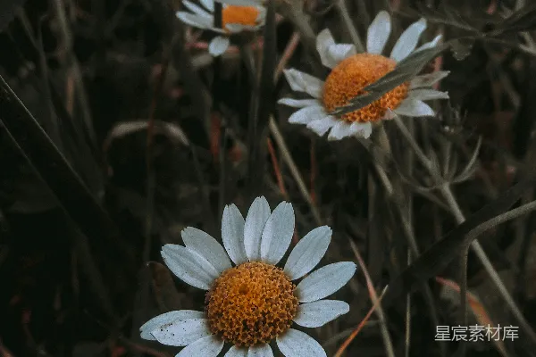 高清摄影 野花中的白色雏菊