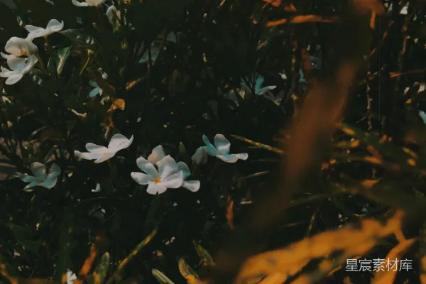 高清摄影 幽静花园中的白色花朵