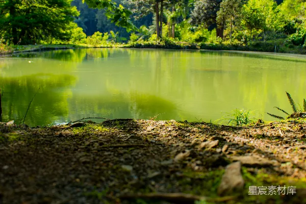 高清摄影 森林中的宁静湖景
