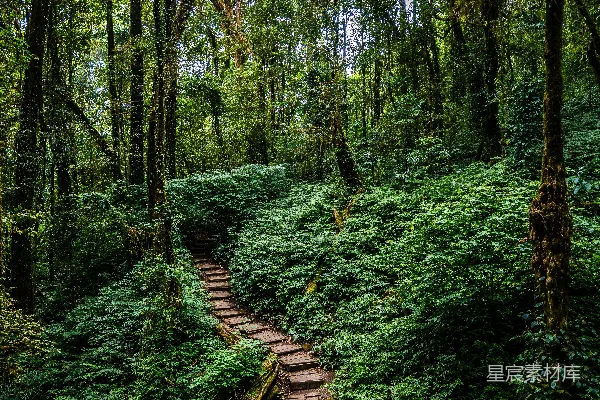 高清摄影 森林中的木制步道