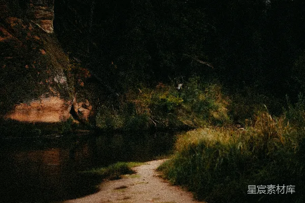 高清摄影 宁静的森林小径