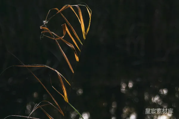 高清摄影 晨光中的芦苇