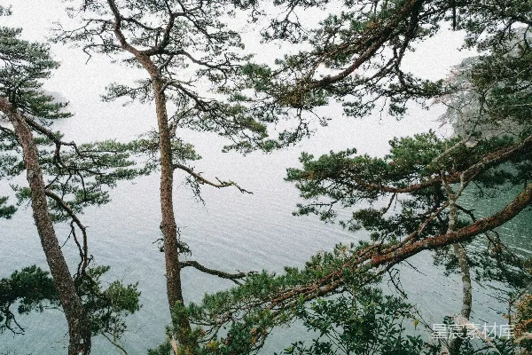 高清摄影 松树下的宁静海景