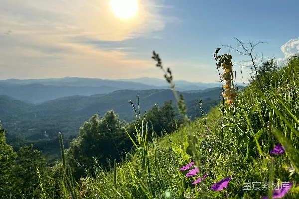 高清摄影 山间晨曦与野花