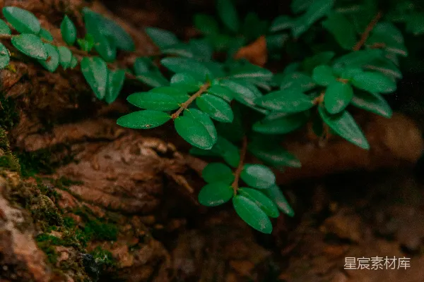 高清摄影 森林中的嫩绿枝芽