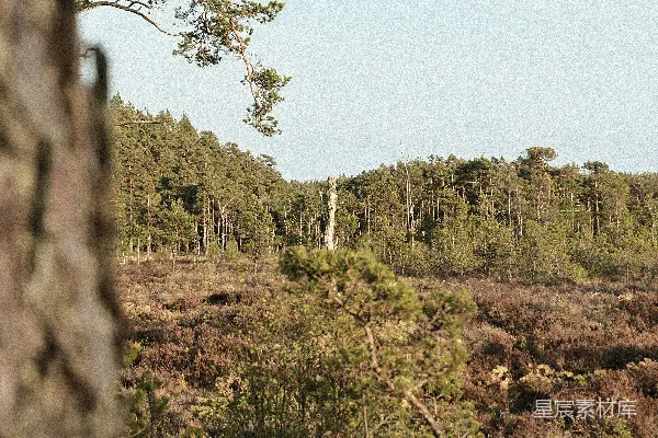 高清摄影 森林中的宁静晨景