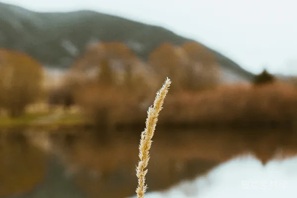 高清摄影 冬日湖畔的枯草