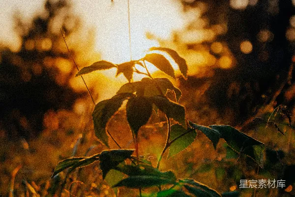 高清摄影 黄昏的植物剪影