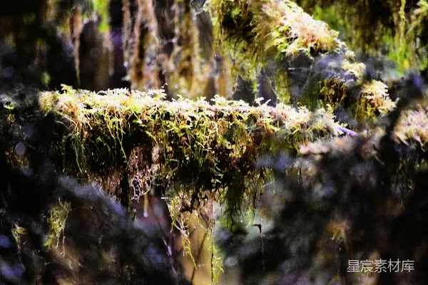 高清摄影 苔藓覆盖的岩石