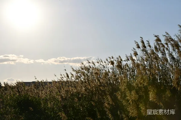 高清摄影 夕阳下的芦苇