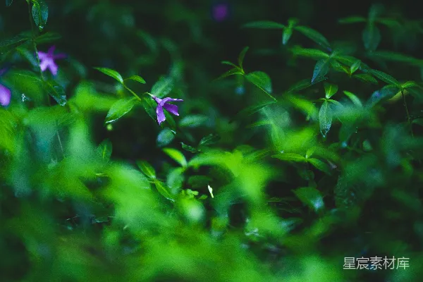 高清摄影 雨后紫色小花与翠绿叶子