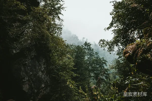 高清摄影 雾中森林的宁静