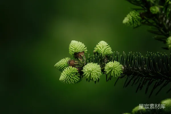 高清摄影 松树嫩芽的春日生机