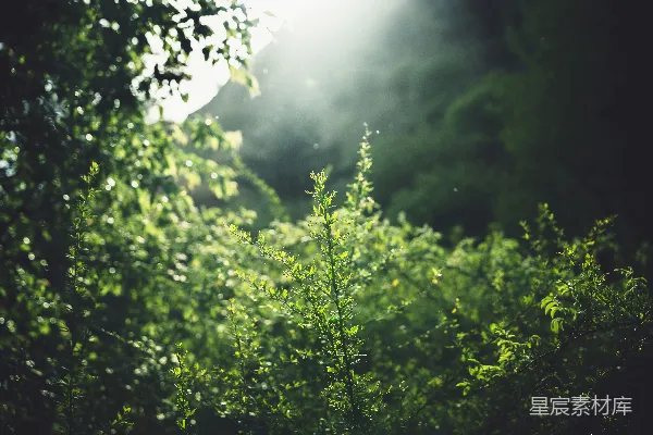 高清摄影 阳光穿透森林