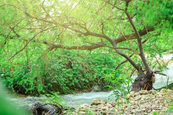 高清摄影 阳光洒满的自然小溪