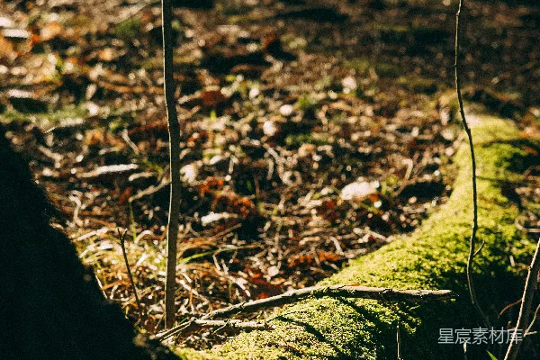高清摄影 森林中的苔藓与阳光