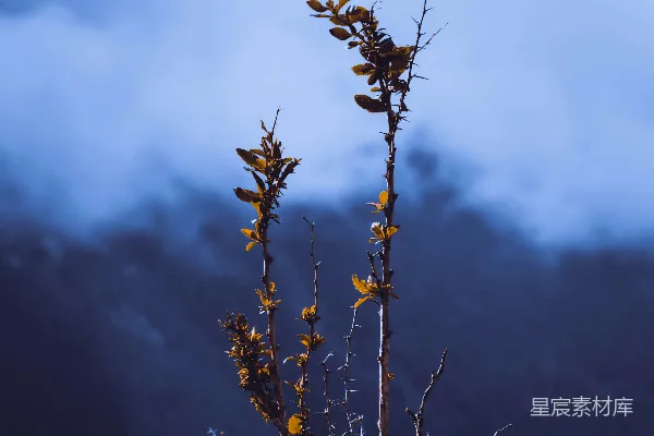 高清摄影 寒露时节的荒野植物