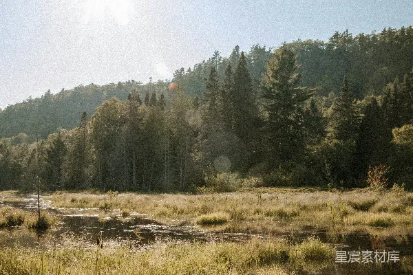 高清摄影 阳光下的湿地风光