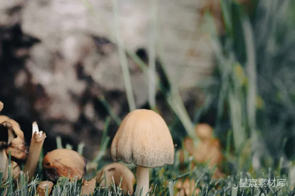 高清摄影 森林中的小蘑菇