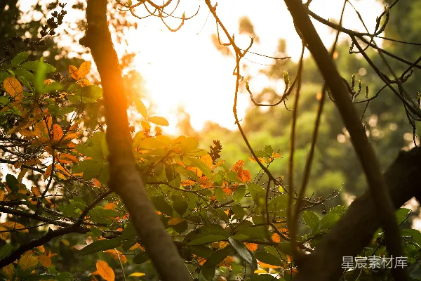 高清摄影 夕阳透过树叶