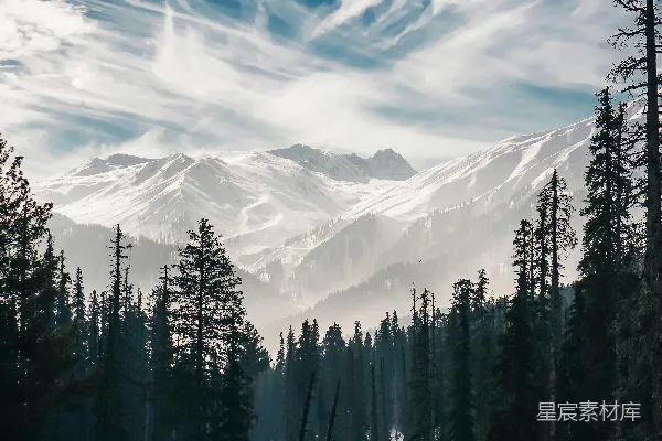 高清摄影 雪山下的松林