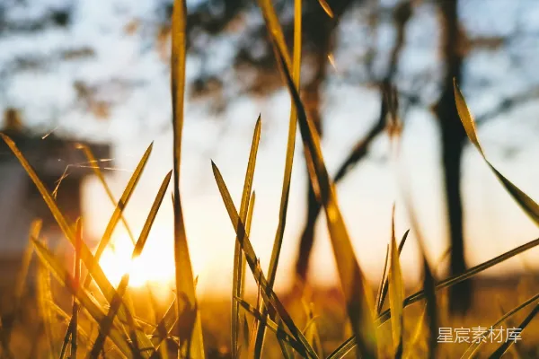 高清摄影 夕阳下的草丛