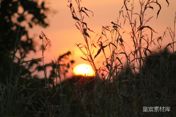 高清摄影 夕阳下的芦苇