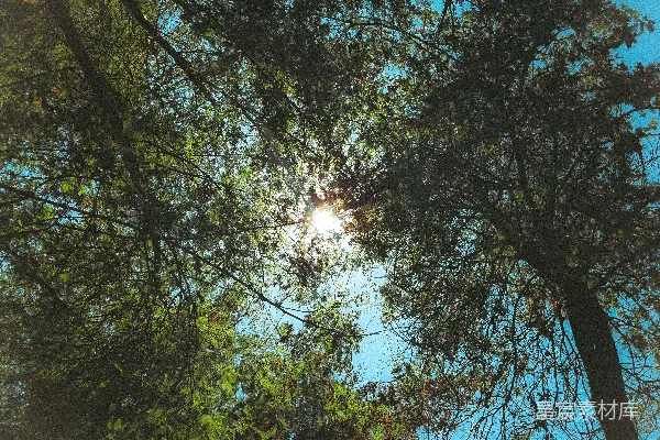 高清摄影 阳光穿透树梢