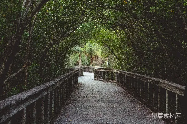 高清摄影 森林中的木桥