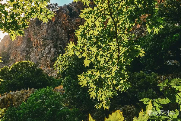 高清摄影 山间绿意盎然的夏日景色