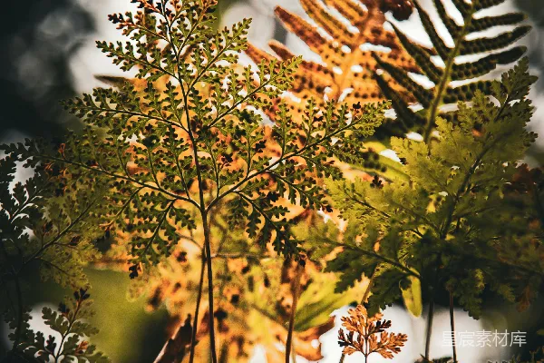 高清摄影 晨光中的蕨类植物