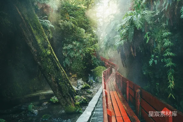 高清摄影 雨林中的红色步道