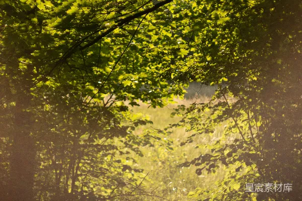 高清摄影 阳光透过树梢的森林