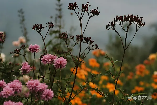 高清摄影 山野间的花海