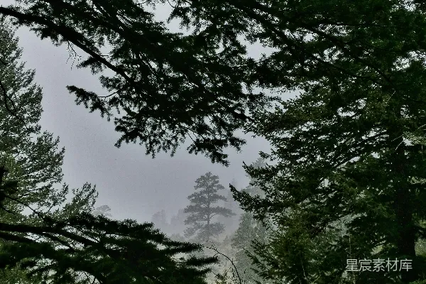高清摄影 雾中松林
