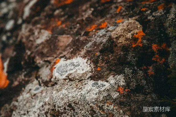高清摄影 岩石上的苔藓与地衣