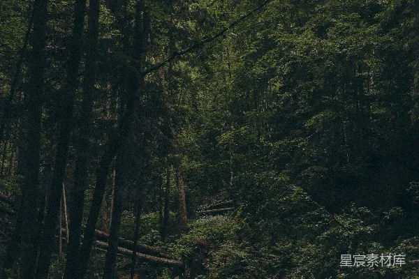 高清摄影 深邃的森林小溪