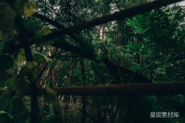 高清摄影 森林中的光影交错