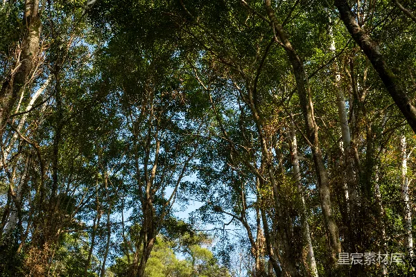 高清摄影 林间阳光穿透