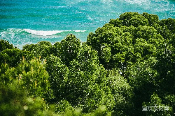 高清摄影 海与树的交响曲
