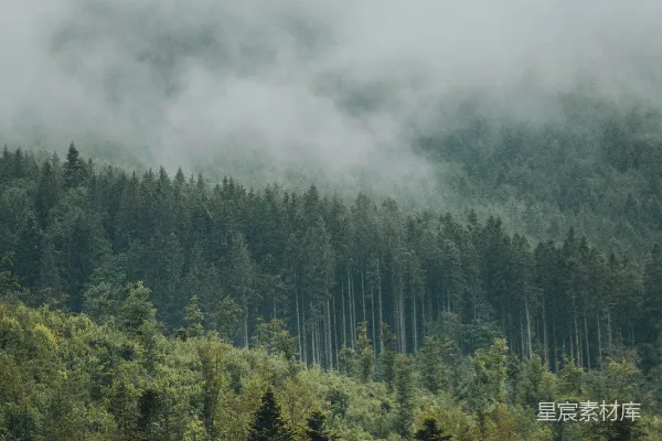 高清摄影 雾中森林
