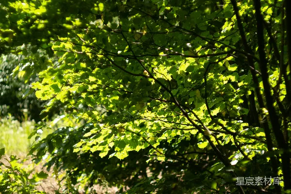 高清摄影 阳光透过树叶的森林