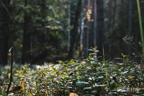 高清摄影 晨光中的森林
