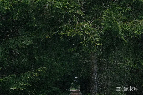高清摄影 森林中的木栈道