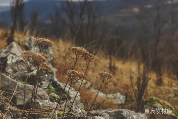 高清摄影 荒野角落的枯草与岩石