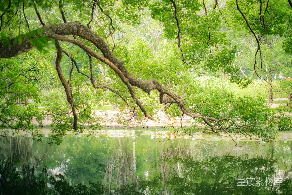 高清摄影 绿意盎然的湖畔景色