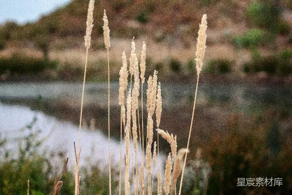高清摄影 田野中的麦穗与宁静的湖畔