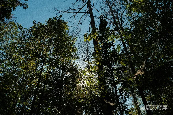 高清摄影 树林中的光影