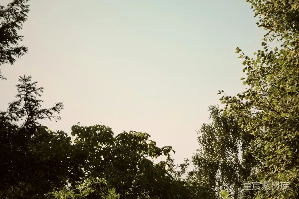 高清摄影 林间宁静